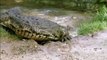 Crocodile Attacks Zebra - Unbelievable feeding behavior Crocodiles !