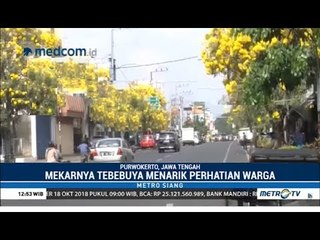 Bak Sakura Di Jepang, Bunga Tabebuya Bermekaran Di Purwokerto