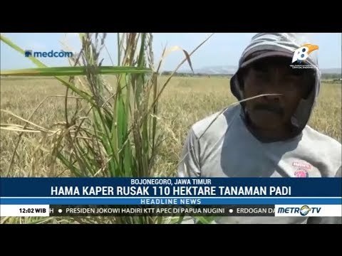 Ratusan Hektare Tanaman Padi di Bojonegoro Terserang Hama