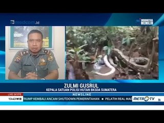 Fenomena Ular Buas Muncul di Sekitar Pemukiman Dijelaskan Polisi Hutan BKSDA