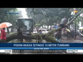 Download Video: Bogor Diterpa Hujan Angin Kencang, Sebuah Pohon Besar Tumbang