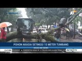 Bogor Diterpa Hujan Angin Kencang, Sebuah Pohon Besar Tumbang