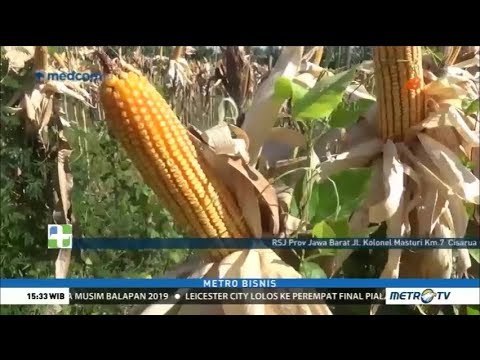 Jagung Impor Masuk ke Indonesia Pertengahan Desember