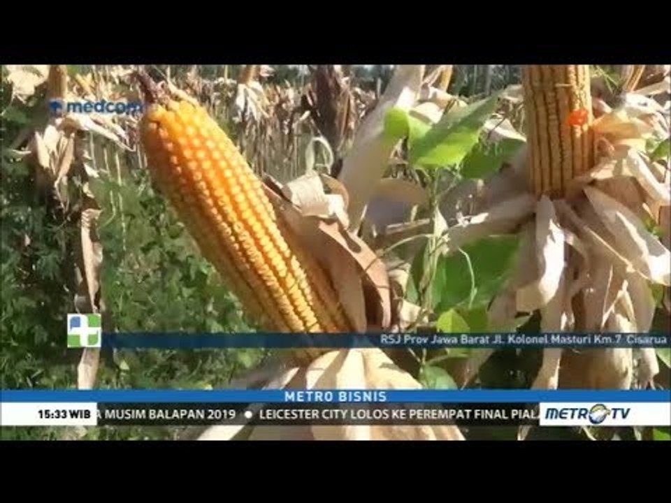 Jagung Impor Masuk ke Indonesia Pertengahan Desember