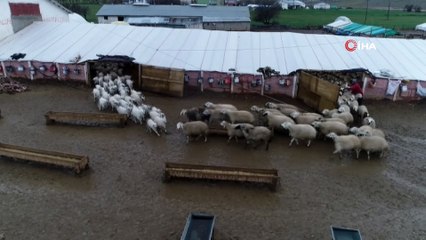 Koyun ve kuzuların buluşması renkli görüntülere sahne oldu. O anlar havadan görüntülendi