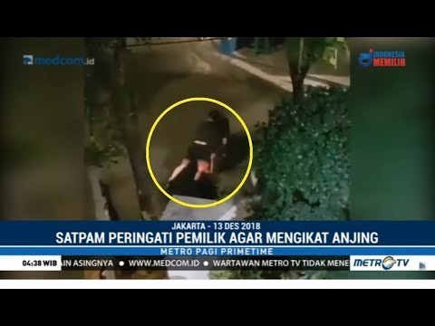 Kasus Anjing Pitbull Gigit Satpam di Jakarta Berakhir Damai