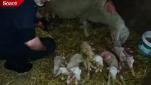 Rekortmen koyun, 5 doğumda 18 kuzu dünyaya getirdi