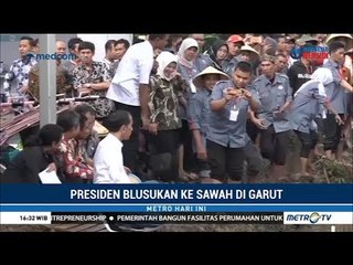 Jokowi Blusukan ke Sawah di Garut