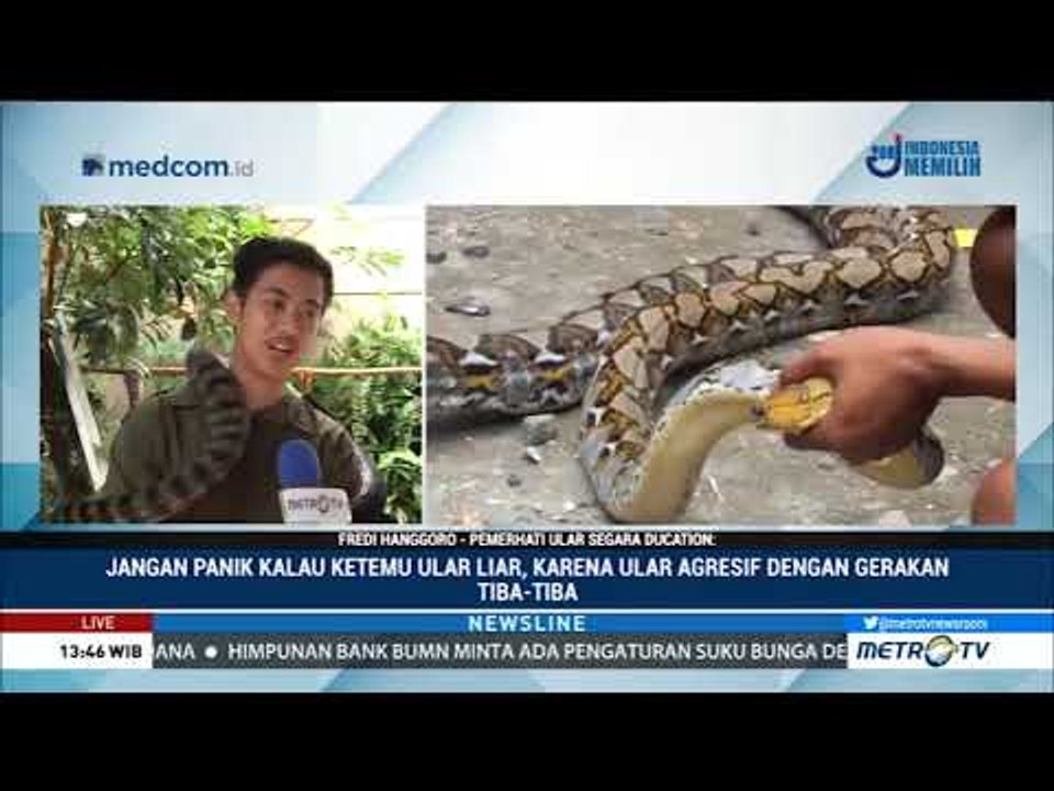 Sering Muncul Ular Besar, Ternyata Lenteng Agung Jadi Sarang Ular-ular Buas di Jakarta