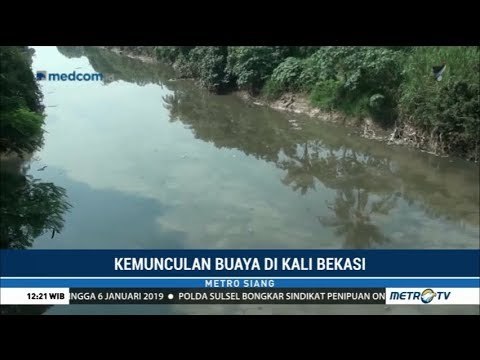 Buaya di Kali CBL Bekasi Bikin Resah Warga