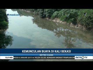 Buaya di Kali CBL Bekasi Bikin Resah Warga
