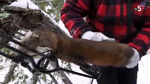 Polémique : Echappées Belles rencontre un trappeur qui apprend à ses enfants comment tuer les animaux pour leur fourrure - Regardez