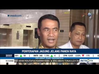 Jelang Panen Raya, Ini Skema Penyerapan Beras dan Jagung