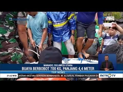 Momen Dramatis Evakuasi Buaya Pemangsa Warga di Minahasa