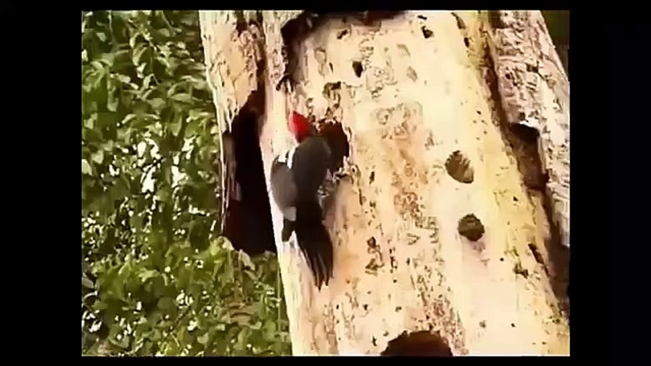 Top Animals Crazy attack