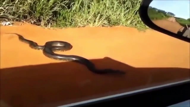 Giant Python attack Car ¦ Humans on Road ¦ african rock python ¦ Python attacked human