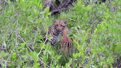 Incredible Lion Save Baby Impala From Cheetah ¦ Cheetah Hunting Fail