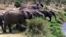 Help Mother Elephant Giving Birth In The wild