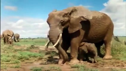 Incredible Mother Elephant Protect Her Baby From A Pack Of Wild Dog Hunting