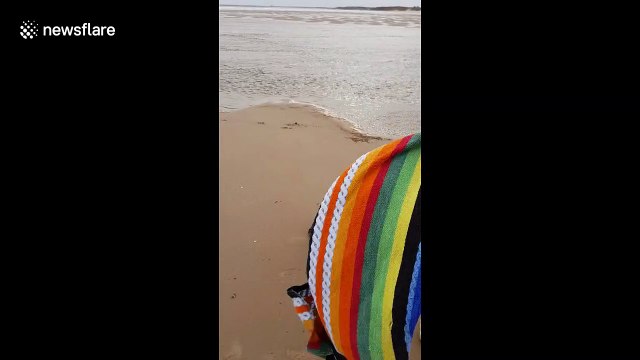 British divers set rescued seal pup free after treating it at a vet