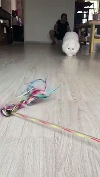 A rushing cat, majesric!