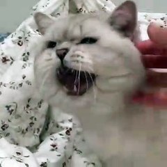 Funny animals funny cats videos top 2019