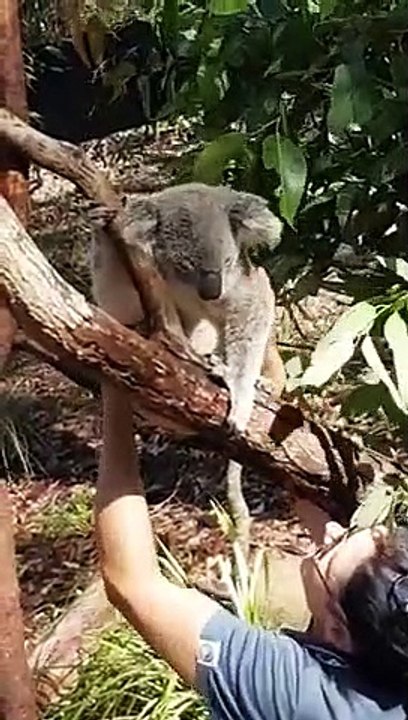 Ce koala kiffe les gratouilles au ventre.. et en redemande quand ça s'arrête !