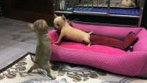 Fierce battle between two pint-sized chihuahuas