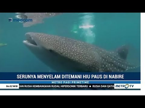 Serunya Menyelam Ditemani Hiu Paus di Nabire