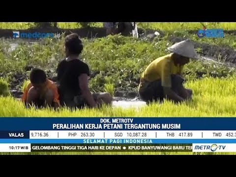 Upah Buruh Tani Naik di Januari 2019