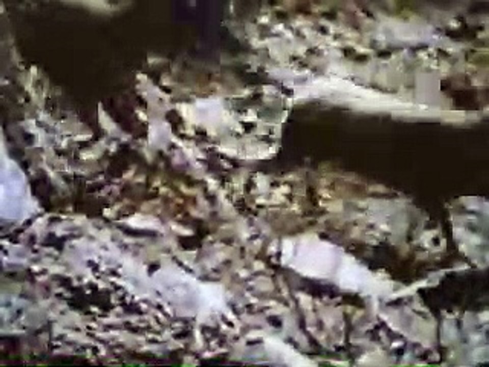 【衝撃映像】～華麗なる忍者ヤギの崖くだり incredible jump of himalayan ibex～