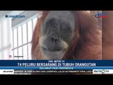 Induk Orangutan Diberondong 74 Peluru