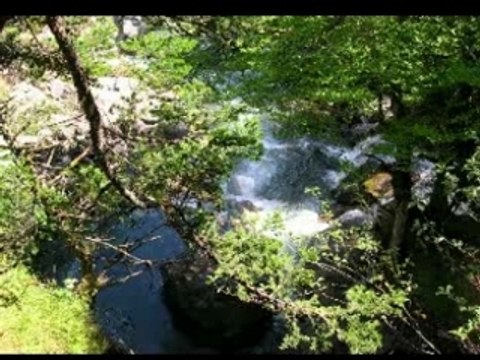 Flower of samba * Pyrénées Pt d'Espagne tour Malet *France