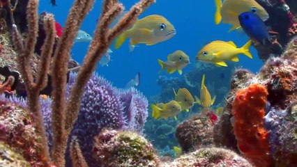 OSNIS  Objetos Submarinos Não Identificados