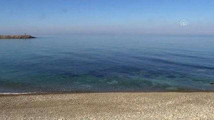 Karadeniz'deki Yunus Varlığı Araştırılıyor