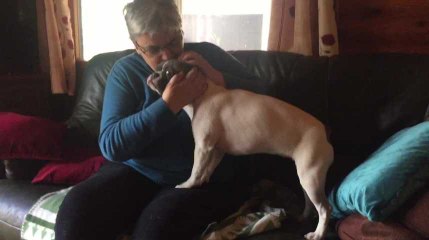 LIEGE - Trooz - Bulldog rendu par le kidnappeur