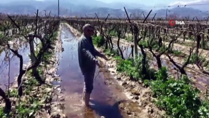 Alşehirde üzüm bağlarını su bastı