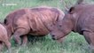 Cute rhino calf playing with his herd at picnic area in South Africa