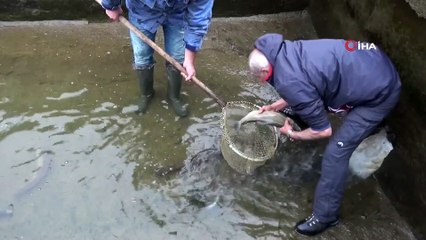 Çift Başlı Alabalık Görenleri Şoke Etti!