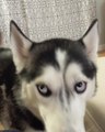 Husky Howls in Frustration When Owner Doesn't Share Chocolate Cookie
