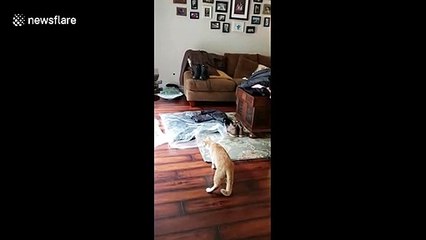 Scaredy-cat leaps into the air after owner gives him a small scare