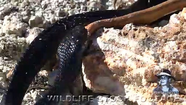 Black snake, yellow snake swallowed