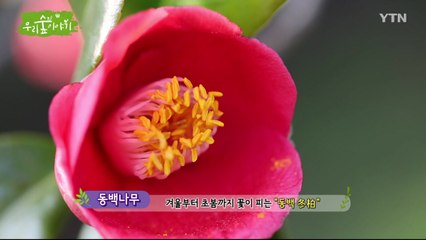 [삼삼오오 우리 숲 이야기] 동백나무 / YTN