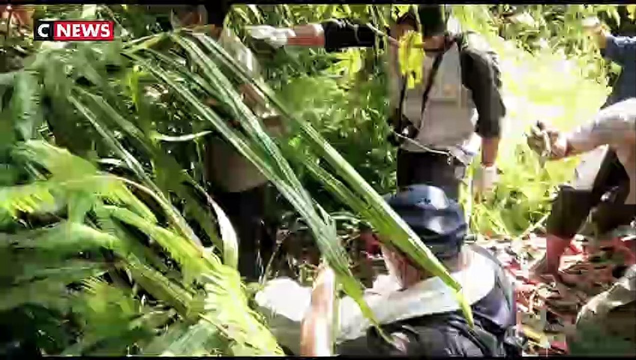 Indonésie : sauvetage d'un orang-outan grièvement blessé par des villageois