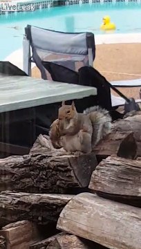 Un écureuil mange un oiseau... Bizarre