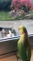 Une perruche joue à Peekaboo avec un chat