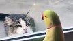 Une perruche joue à Peekaboo avec un chat