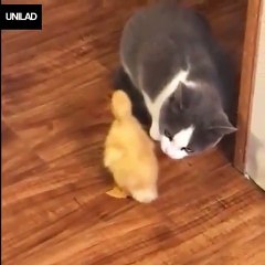 CATS VIDEOS FUNNY CAT PLAYING WITH DUCK