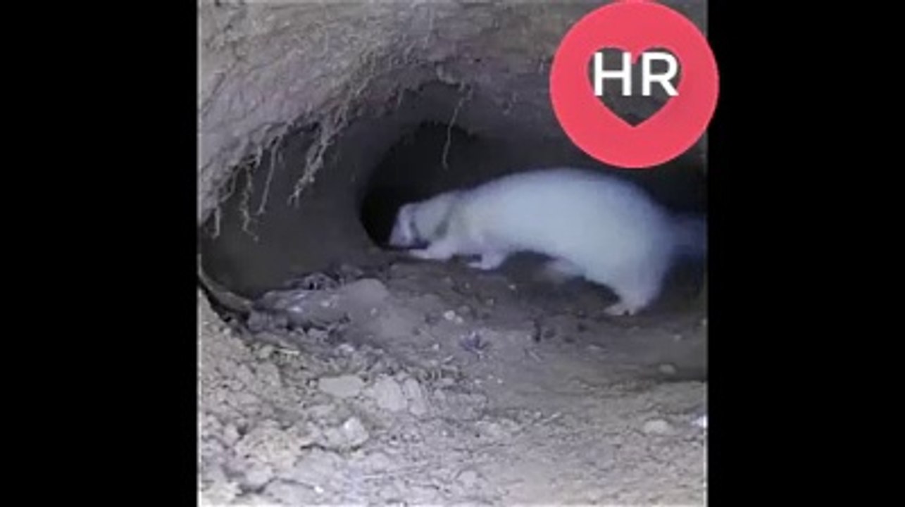 Young Ferrets First Day
