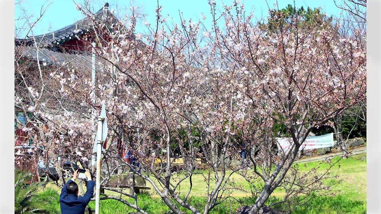 미세먼지 뚫고 일찍 온 벚꽃... 서울 내달 3일 개화 / YTN